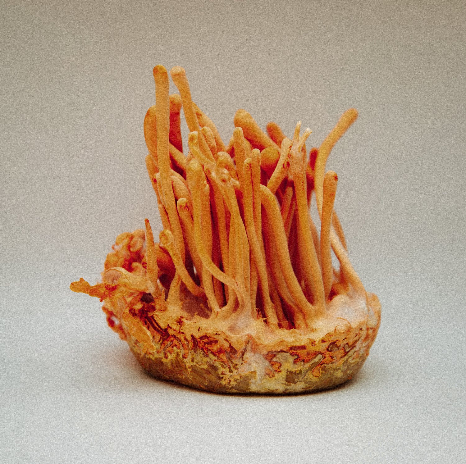 Cordyceps in Polvere