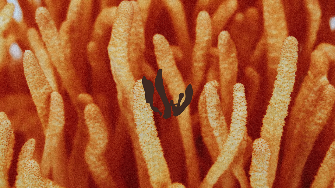 Cordyceps Sinensis - illustrazione del fungo dell'energia