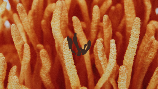 Cordyceps Sinensis - illustrazione del fungo dell'energia