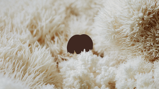 Lion's Mane - illustrazione di Hericium erinaceus
