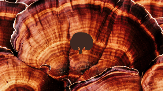 Reishi - illustrazione del fungo Ganoderma lucidum