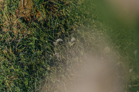 Adattogeni naturali contro lo stress - Present Mushrooms