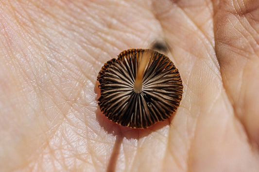 La biologia dei funghi funzionali - Present Mushrooms