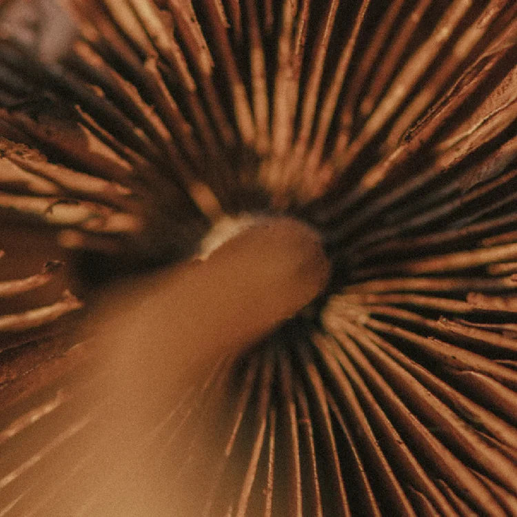 Funghi funzionali Bio Present in polvere e gocce