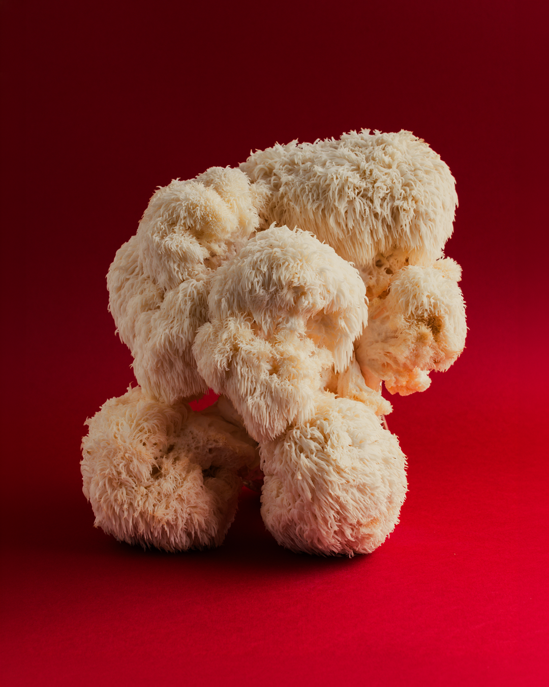 Lion’s Mane – Champignon Fonctionnel pour la Concentration & la Digestion