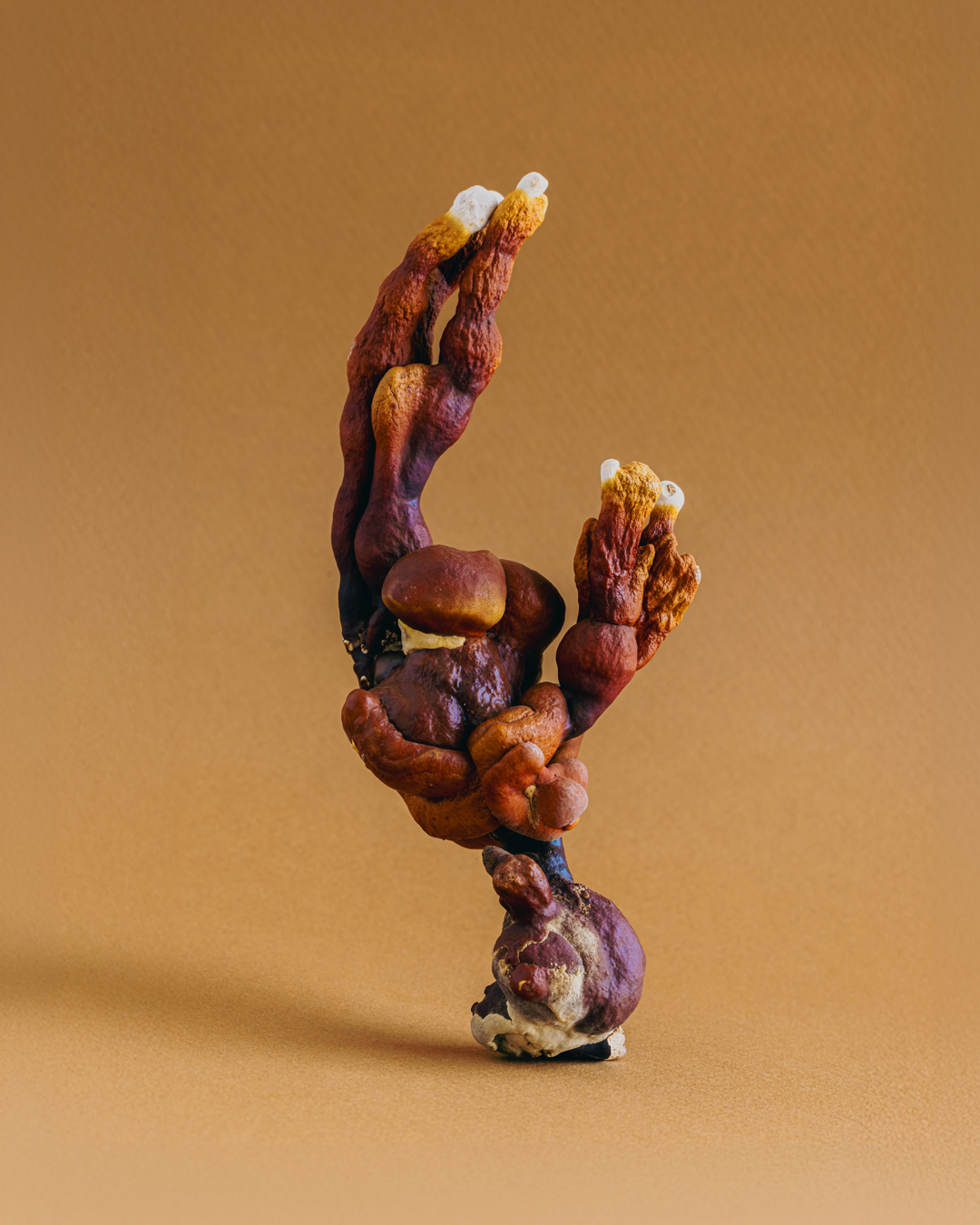 Relax & Immunity: Reishi